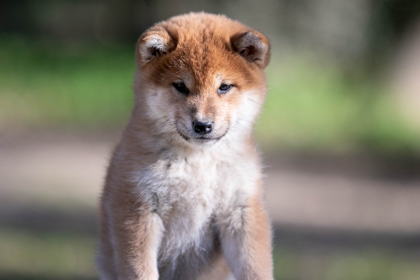 du Bois de Compiègne - Chiots disponibles - Shiba