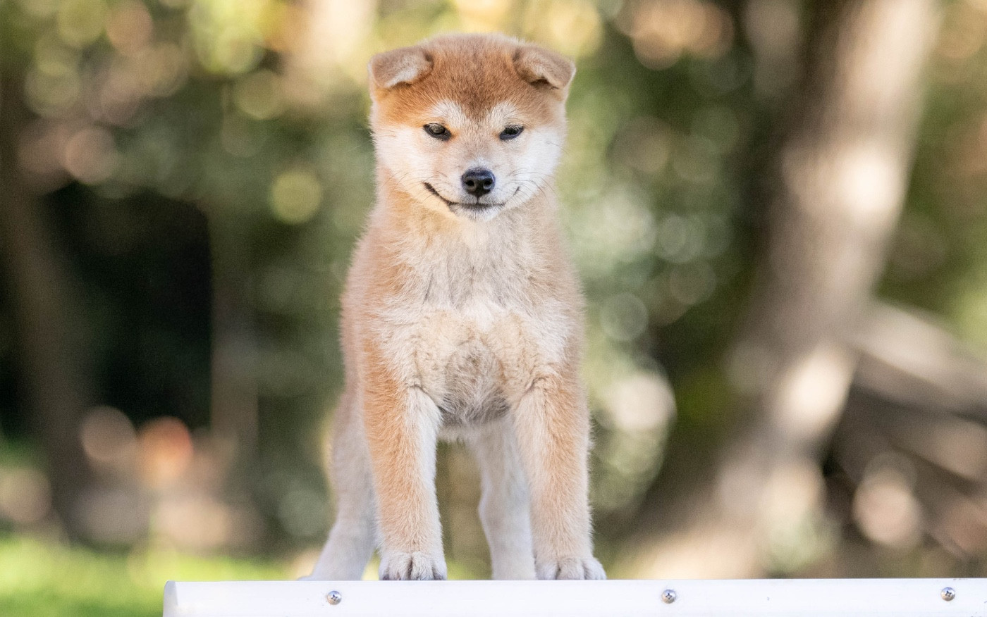 du Bois de Compiègne - Chiots disponibles - Shiba