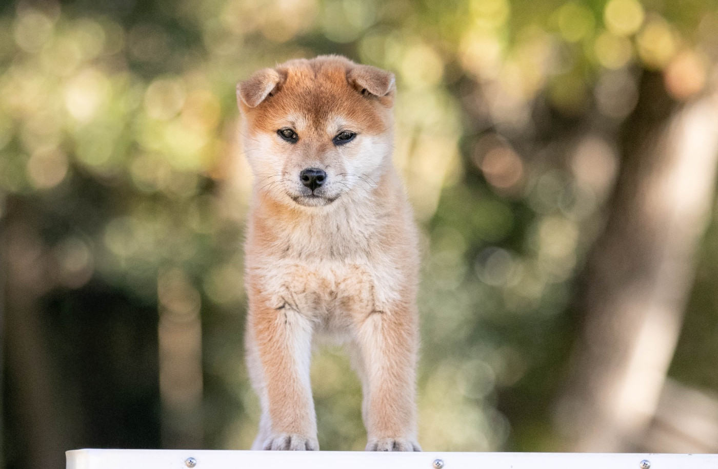 du Bois de Compiègne - Chiots disponibles - Shiba