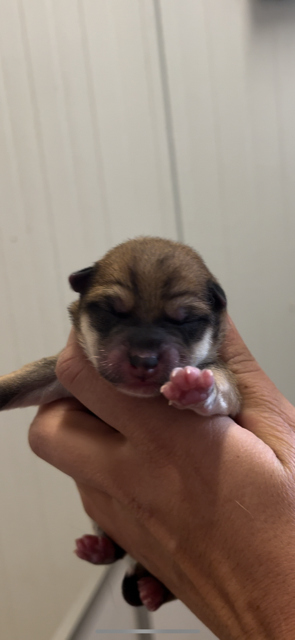 du Bois de Compiègne - Chiots disponibles - Shiba