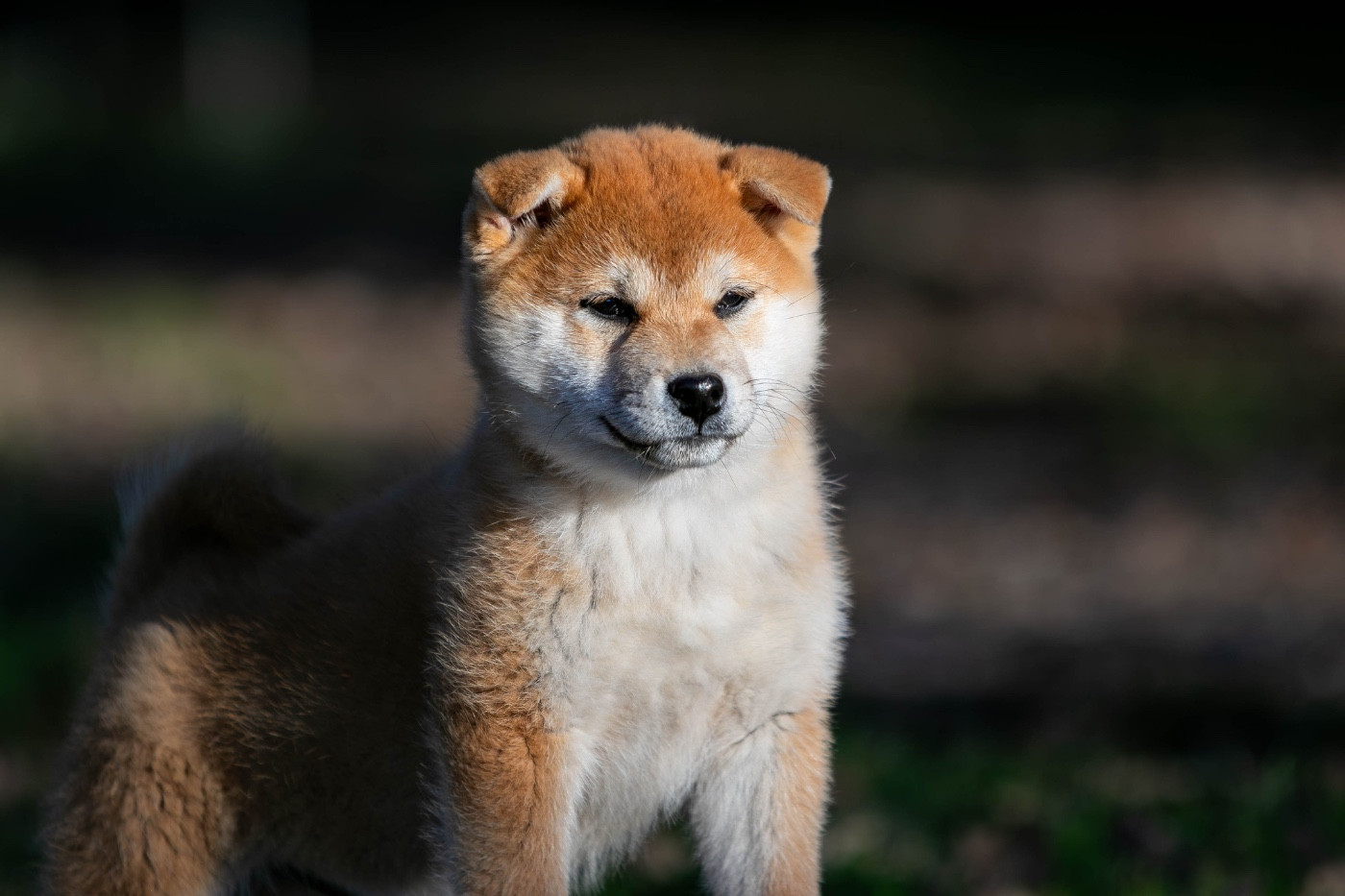 du Bois de Compiègne - Chiots disponibles - Shiba