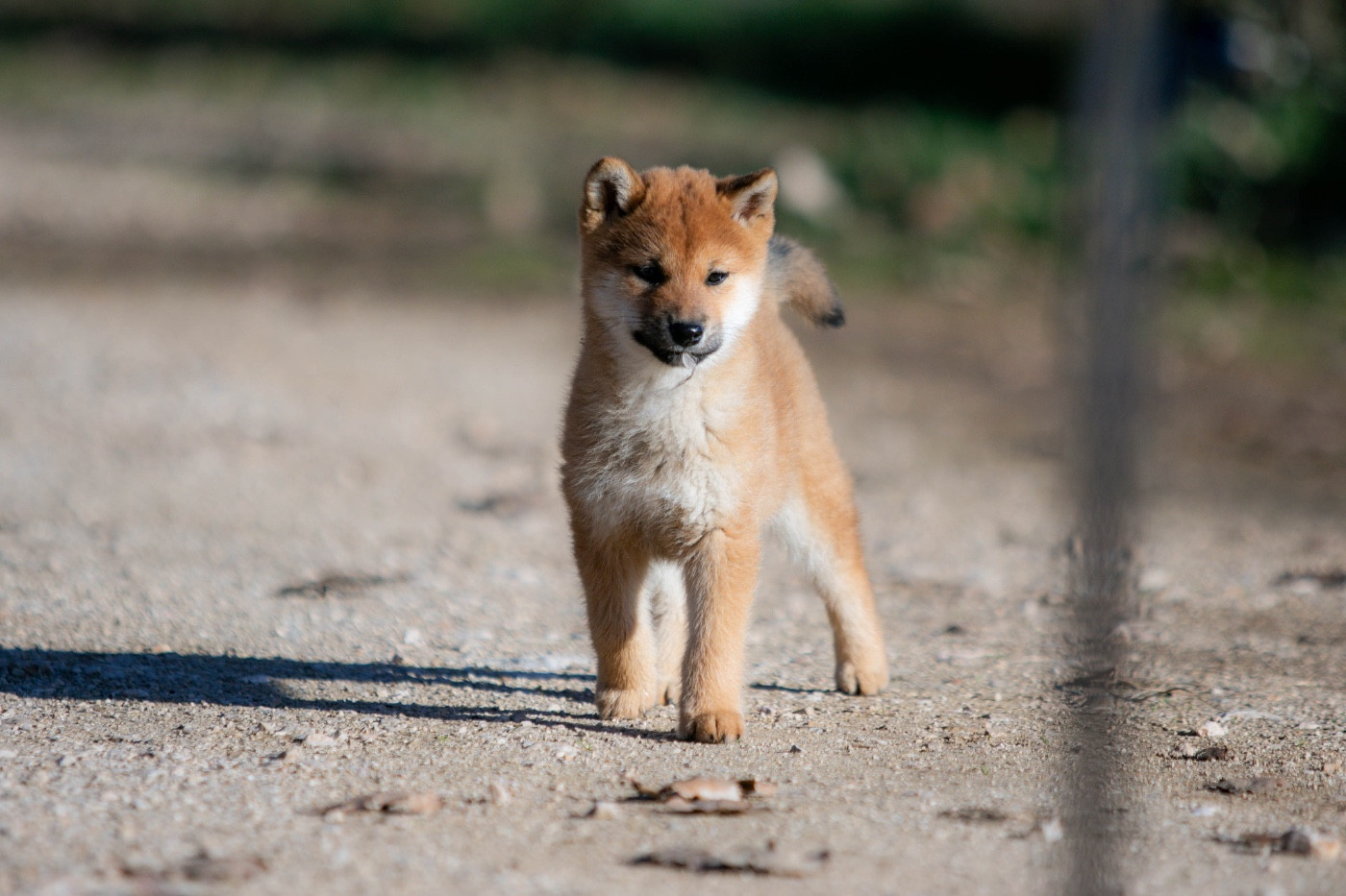 du Bois de Compiègne - Chiots disponibles - Shiba