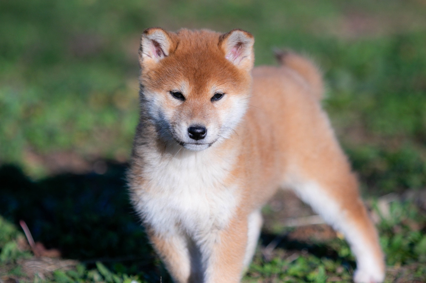 du Bois de Compiègne - Chiots disponibles - Shiba