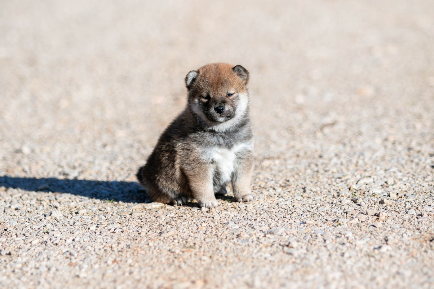 du Bois de Compiègne - Chiots disponibles - Shiba