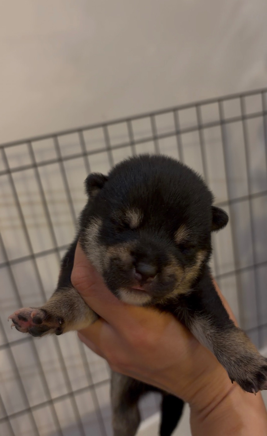 du Bois de Compiègne - Chiots disponibles - Shiba