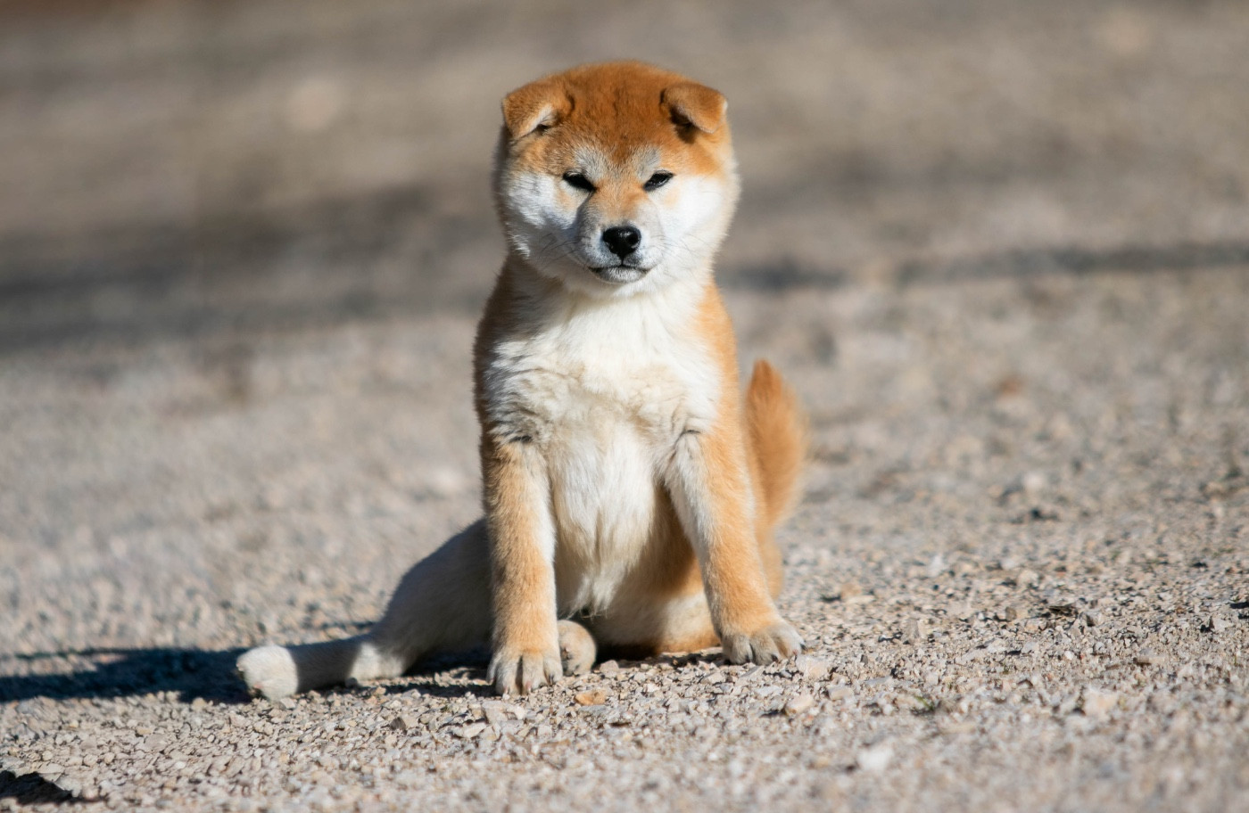 du Bois de Compiègne - Chiots disponibles - Shiba