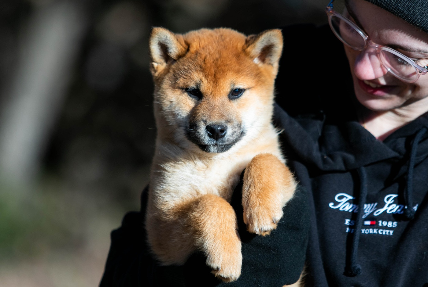 du Bois de Compiègne - Chiots disponibles - Shiba