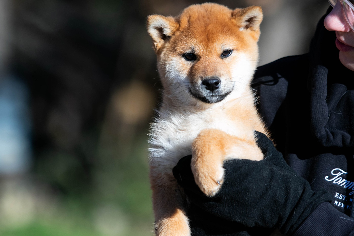 du Bois de Compiègne - Chiots disponibles - Shiba