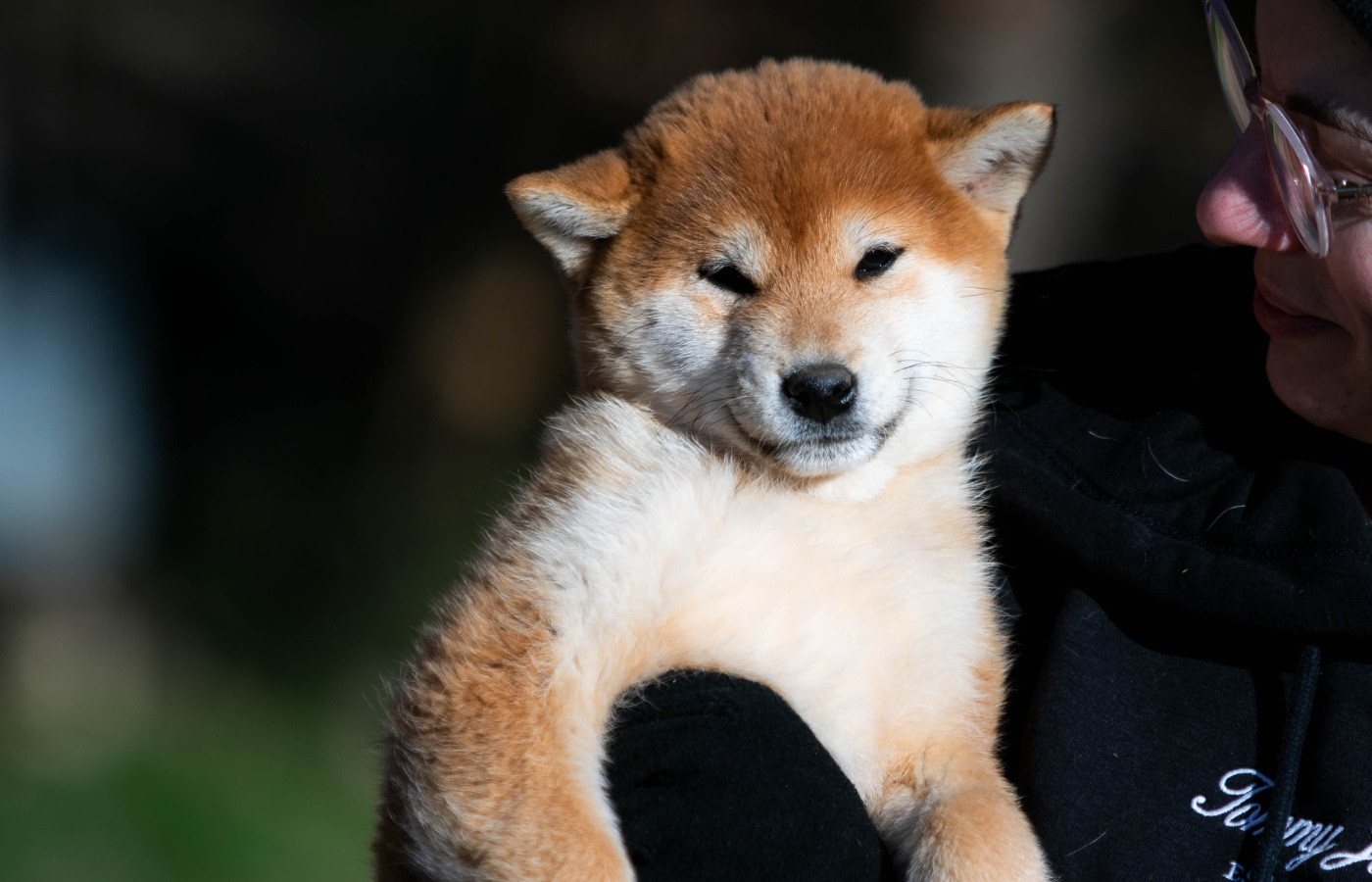 du Bois de Compiègne - Chiots disponibles - Shiba