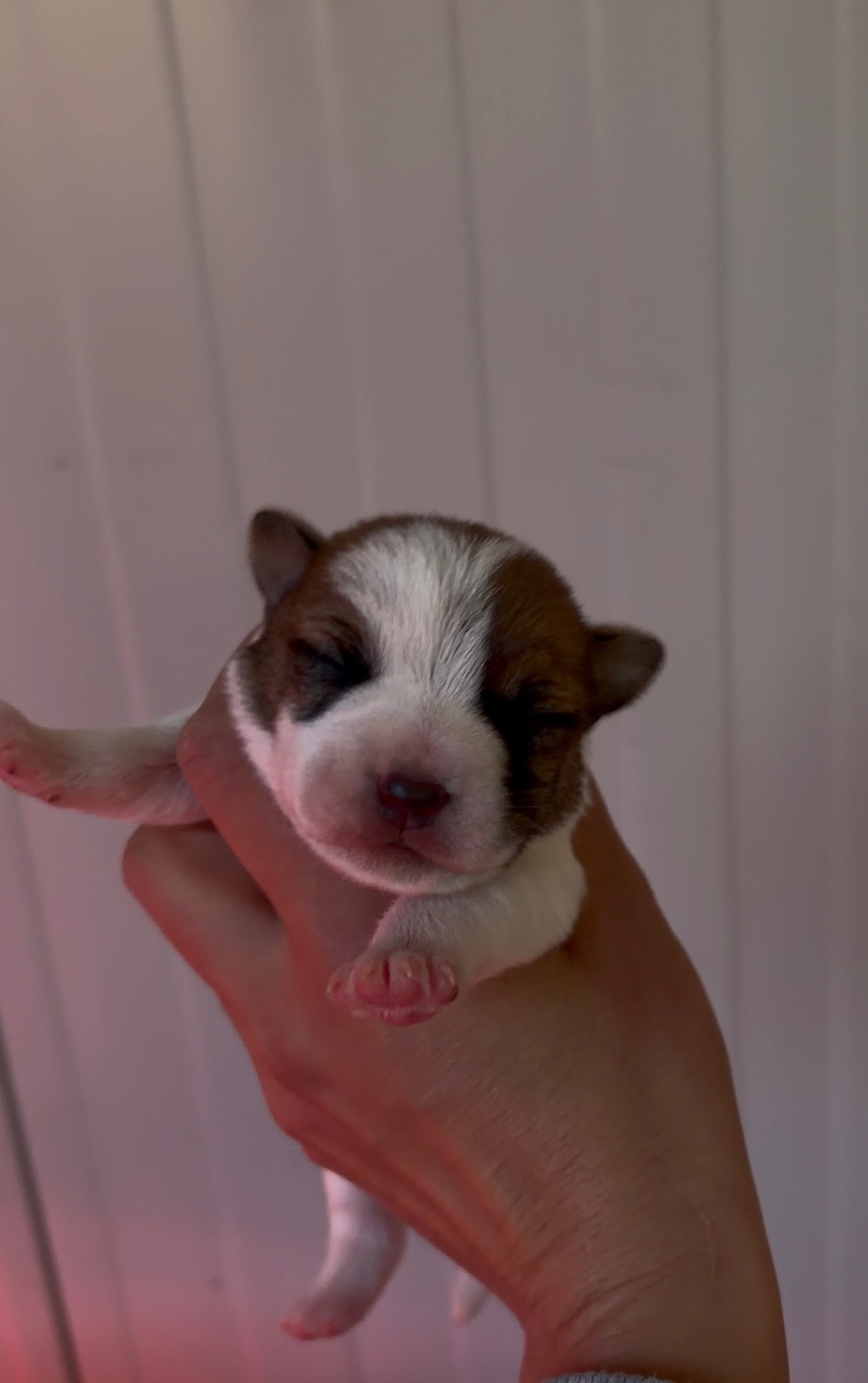 du Bois de Compiègne - Chiots disponibles - Jack Russell Terrier