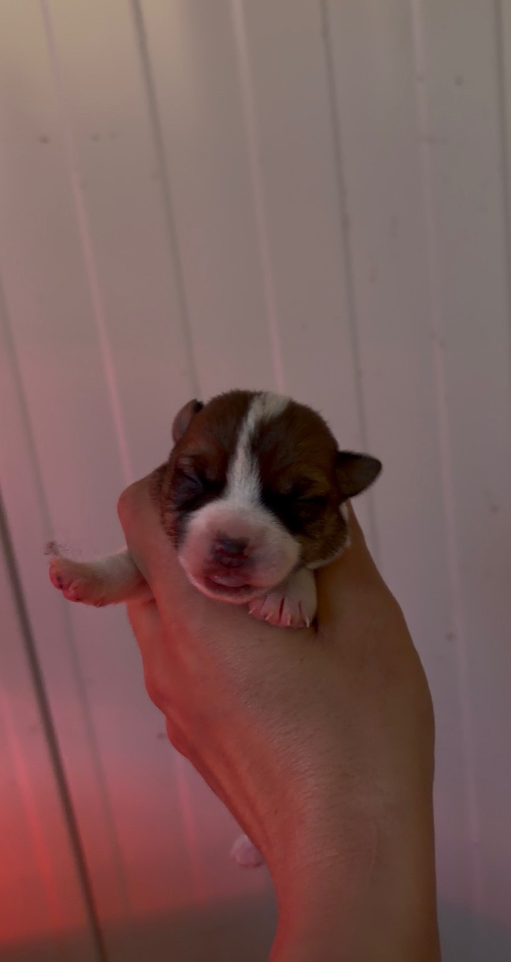 du Bois de Compiègne - Chiots disponibles - Jack Russell Terrier