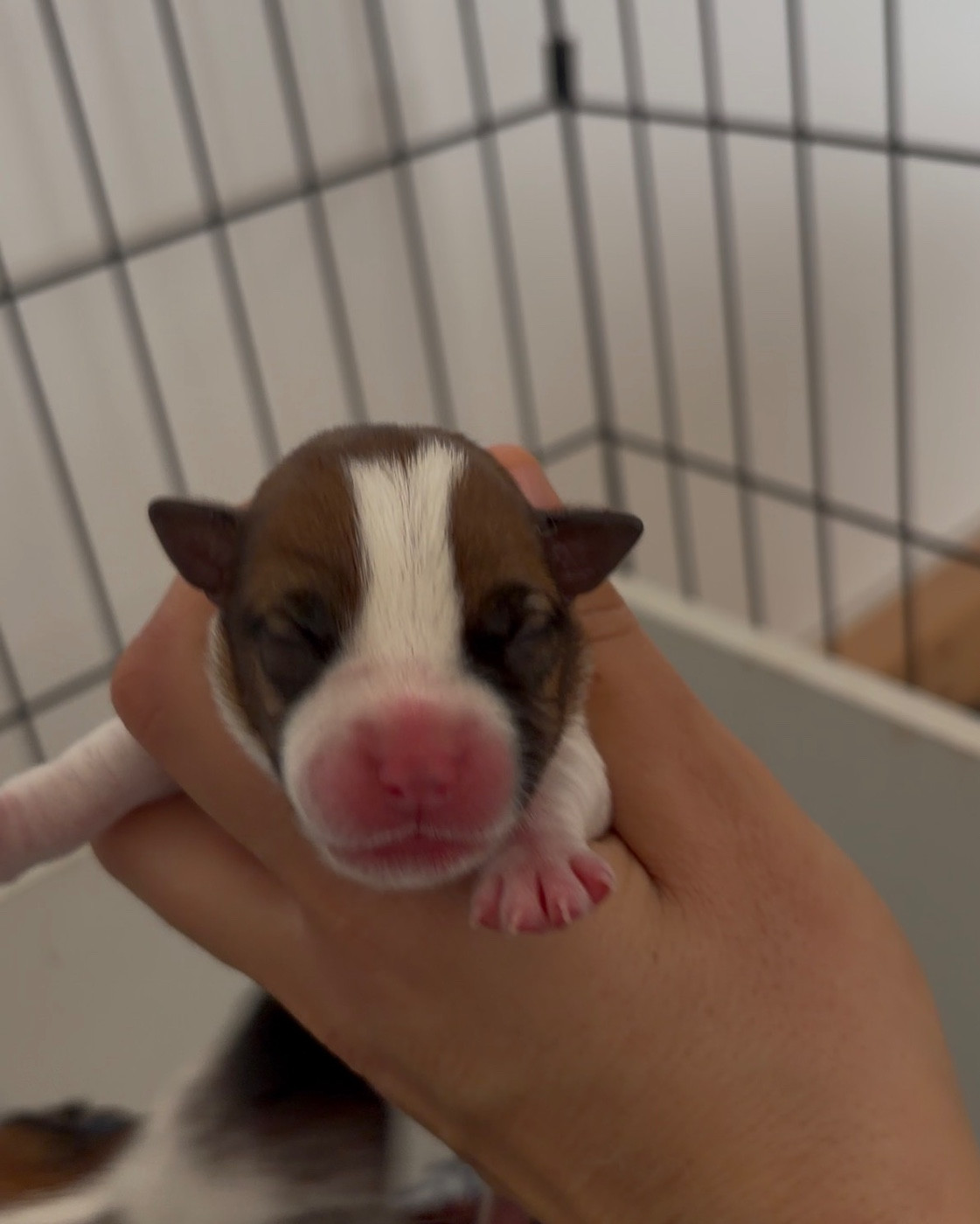 du Bois de Compiègne - Chiots disponibles - Jack Russell Terrier