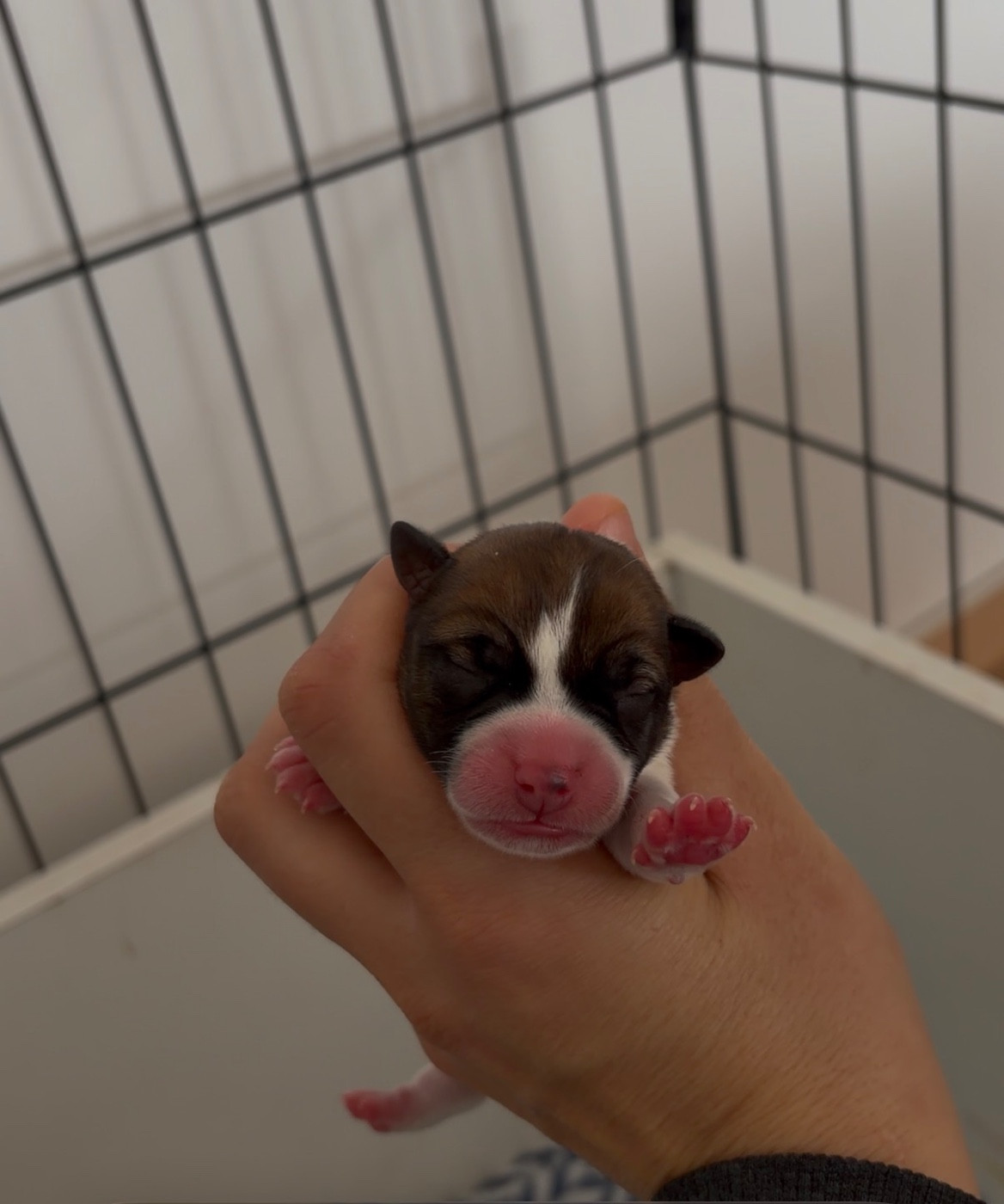 du Bois de Compiègne - Chiots disponibles - Jack Russell Terrier