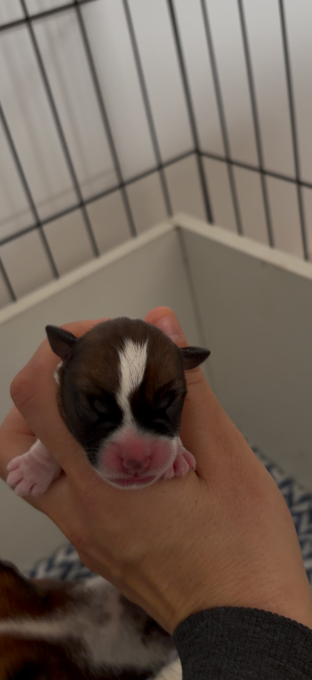 du Bois de Compiègne - Chiots disponibles - Jack Russell Terrier