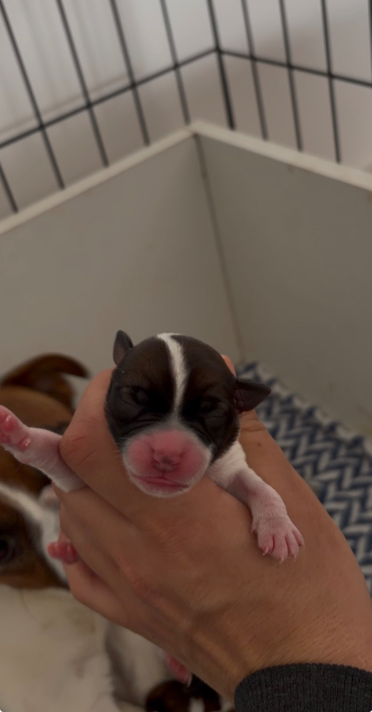 du Bois de Compiègne - Chiots disponibles - Jack Russell Terrier