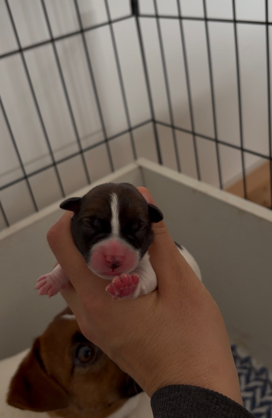 du Bois de Compiègne - Chiots disponibles - Jack Russell Terrier