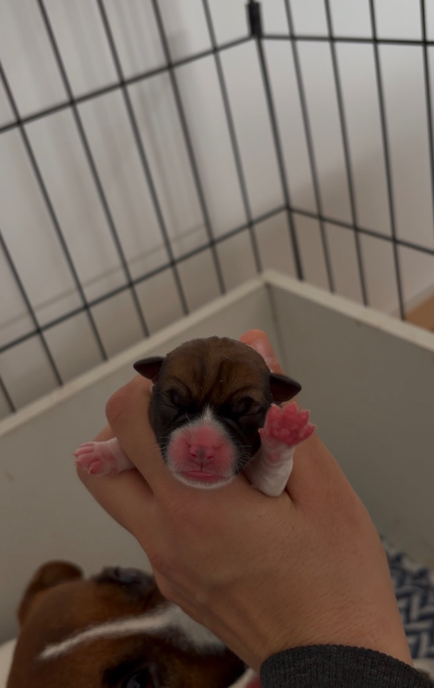 du Bois de Compiègne - Chiots disponibles - Jack Russell Terrier