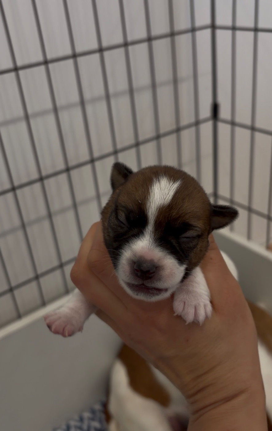 du Bois de Compiègne - Chiots disponibles - Jack Russell Terrier