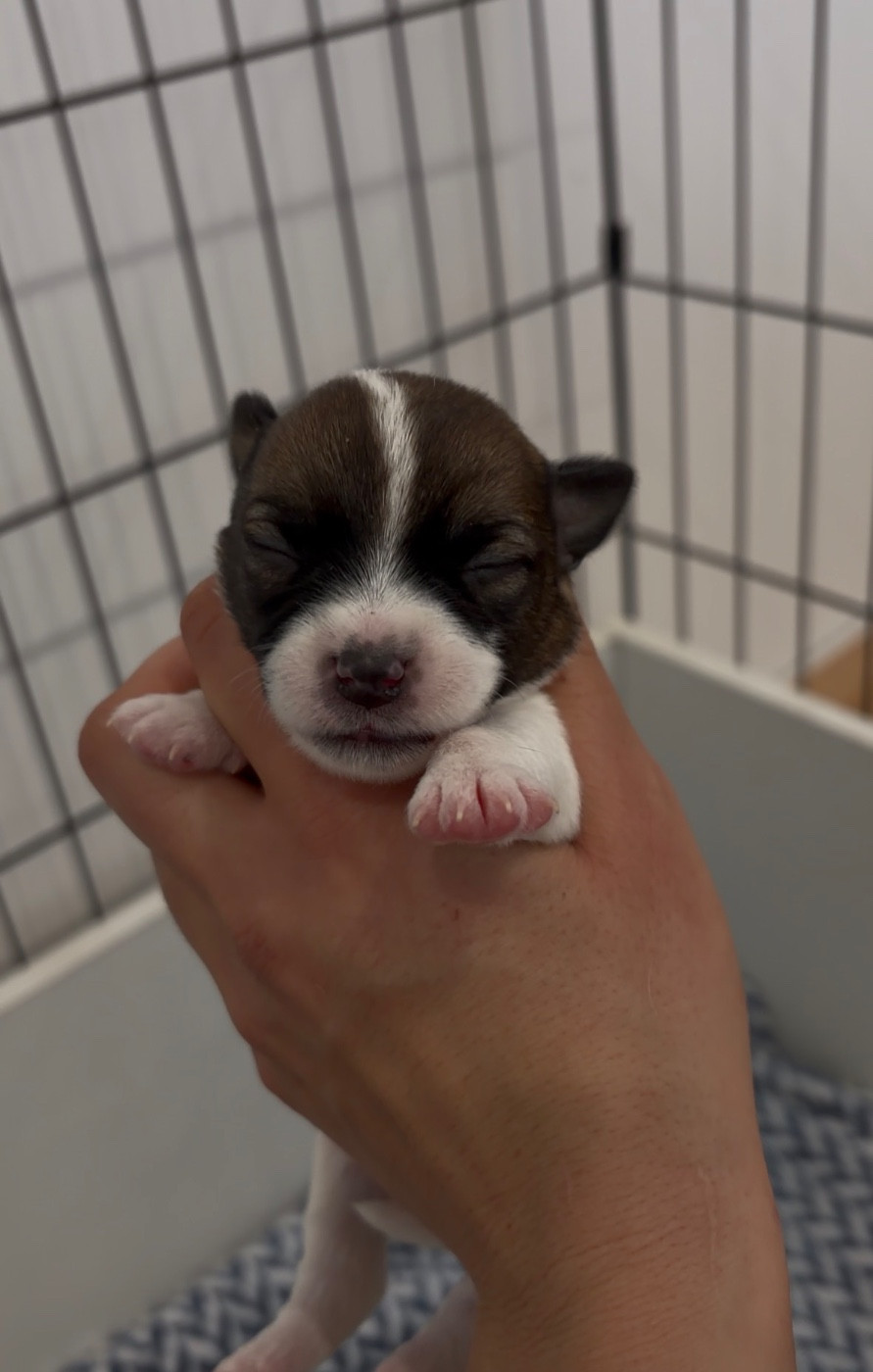 du Bois de Compiègne - Chiots disponibles - Jack Russell Terrier