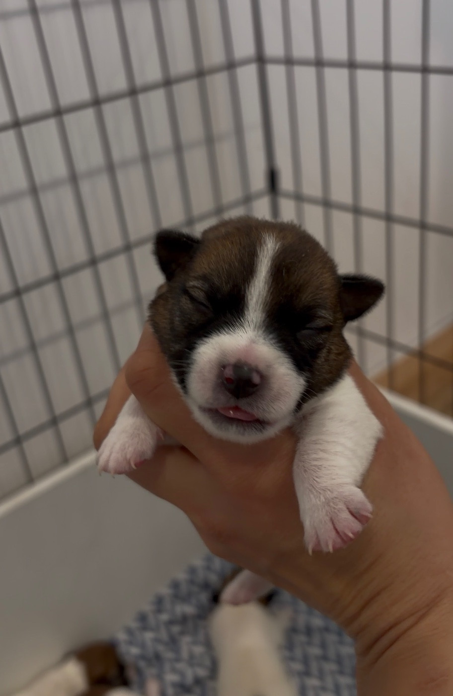 du Bois de Compiègne - Chiots disponibles - Jack Russell Terrier