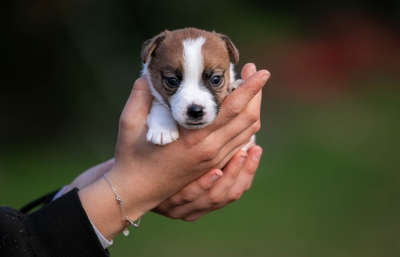 du Bois de Compiègne - Chiots disponibles - Jack Russell Terrier