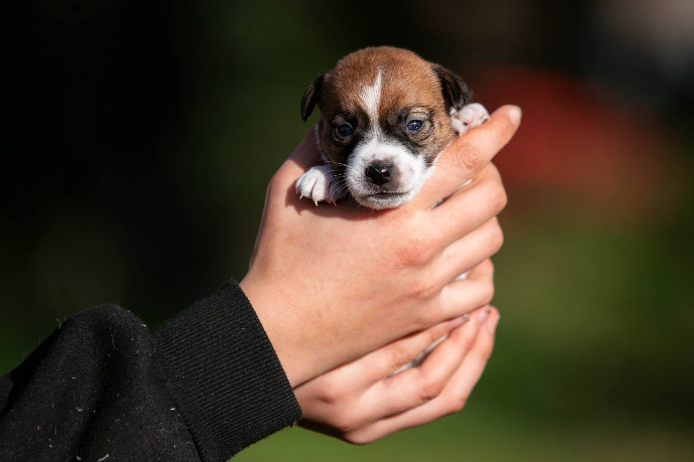 du Bois de Compiègne - Chiots disponibles - Jack Russell Terrier