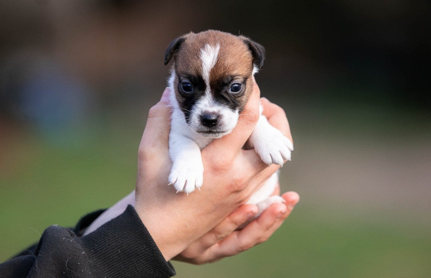 du Bois de Compiègne - Chiots disponibles - Jack Russell Terrier