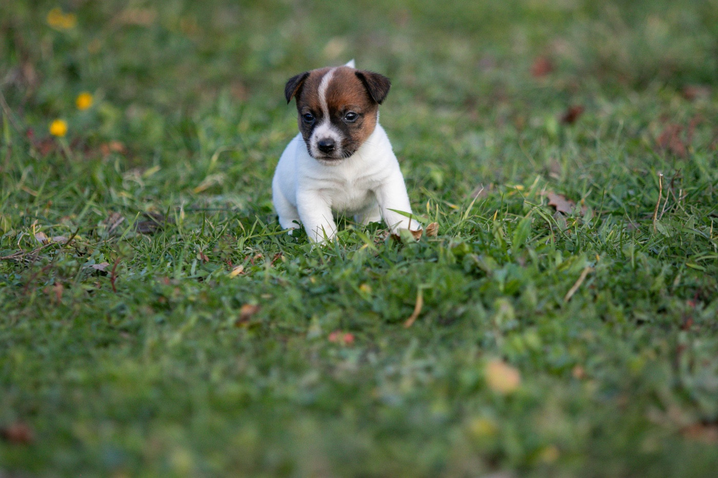 du Bois de Compiègne - Chiots disponibles - Jack Russell Terrier