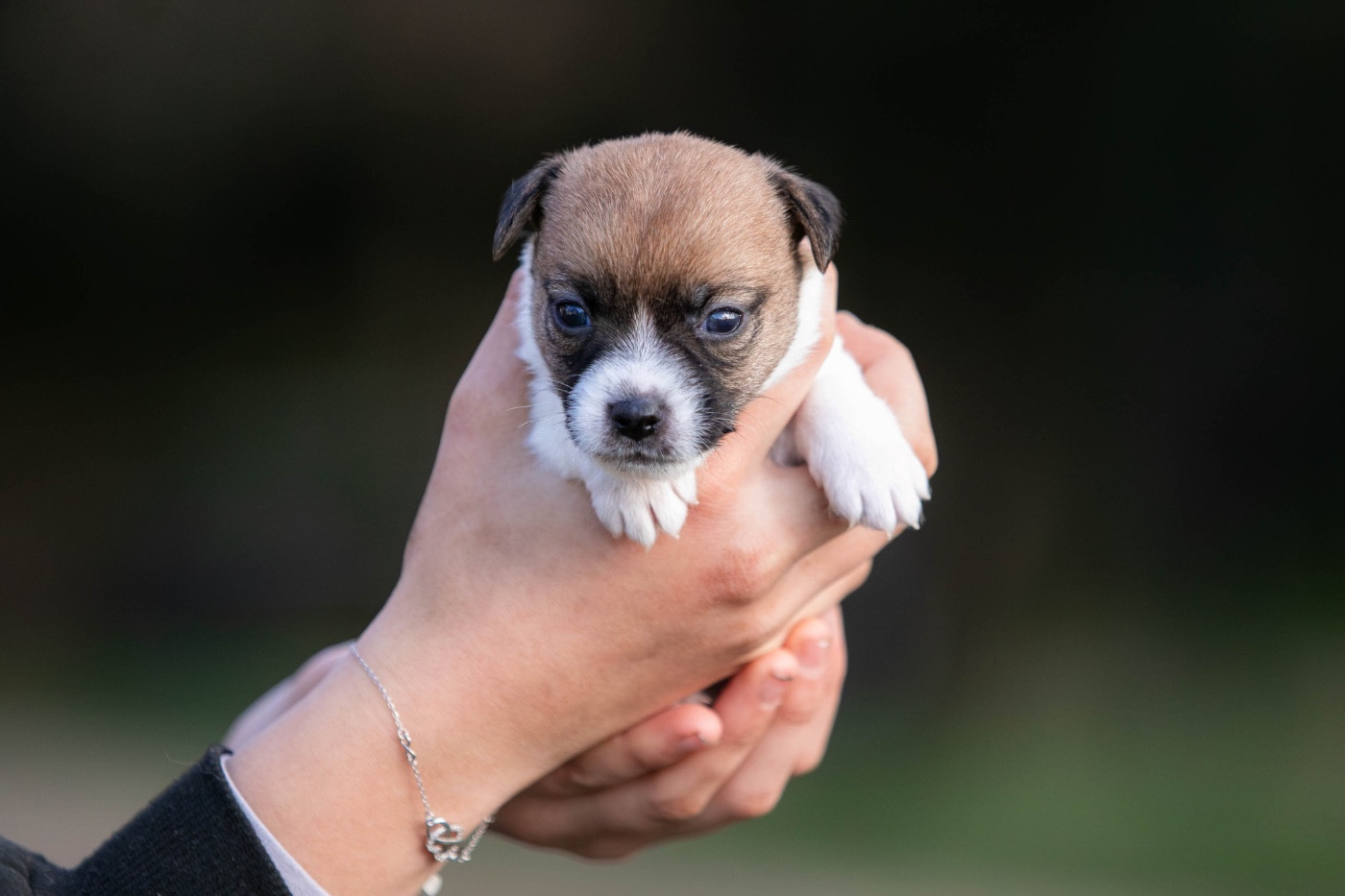 du Bois de Compiègne - Chiots disponibles - Jack Russell Terrier