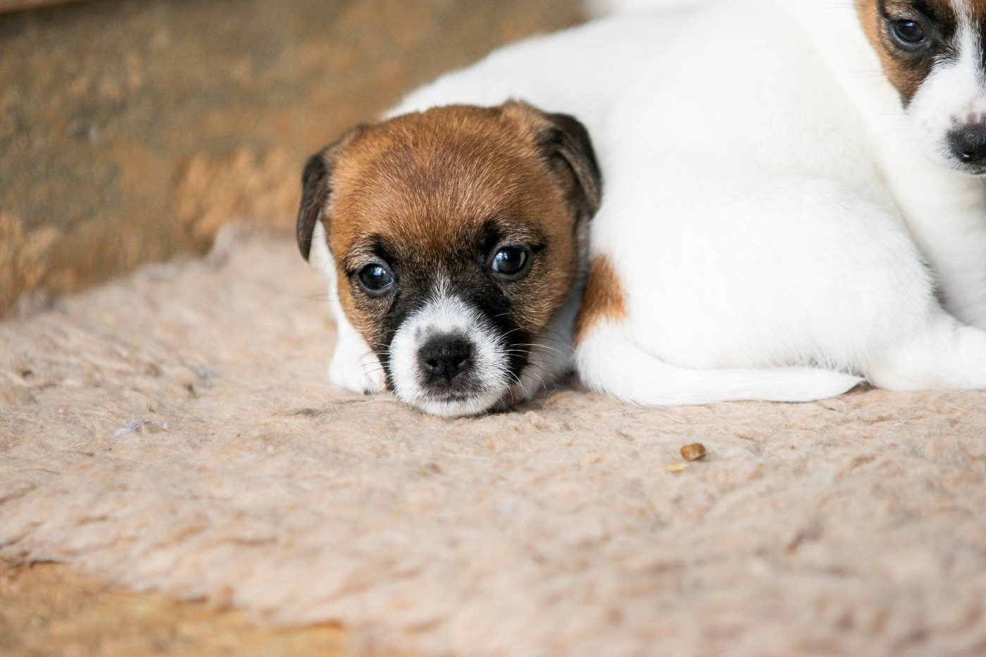 du Bois de Compiègne - Chiots disponibles - Jack Russell Terrier