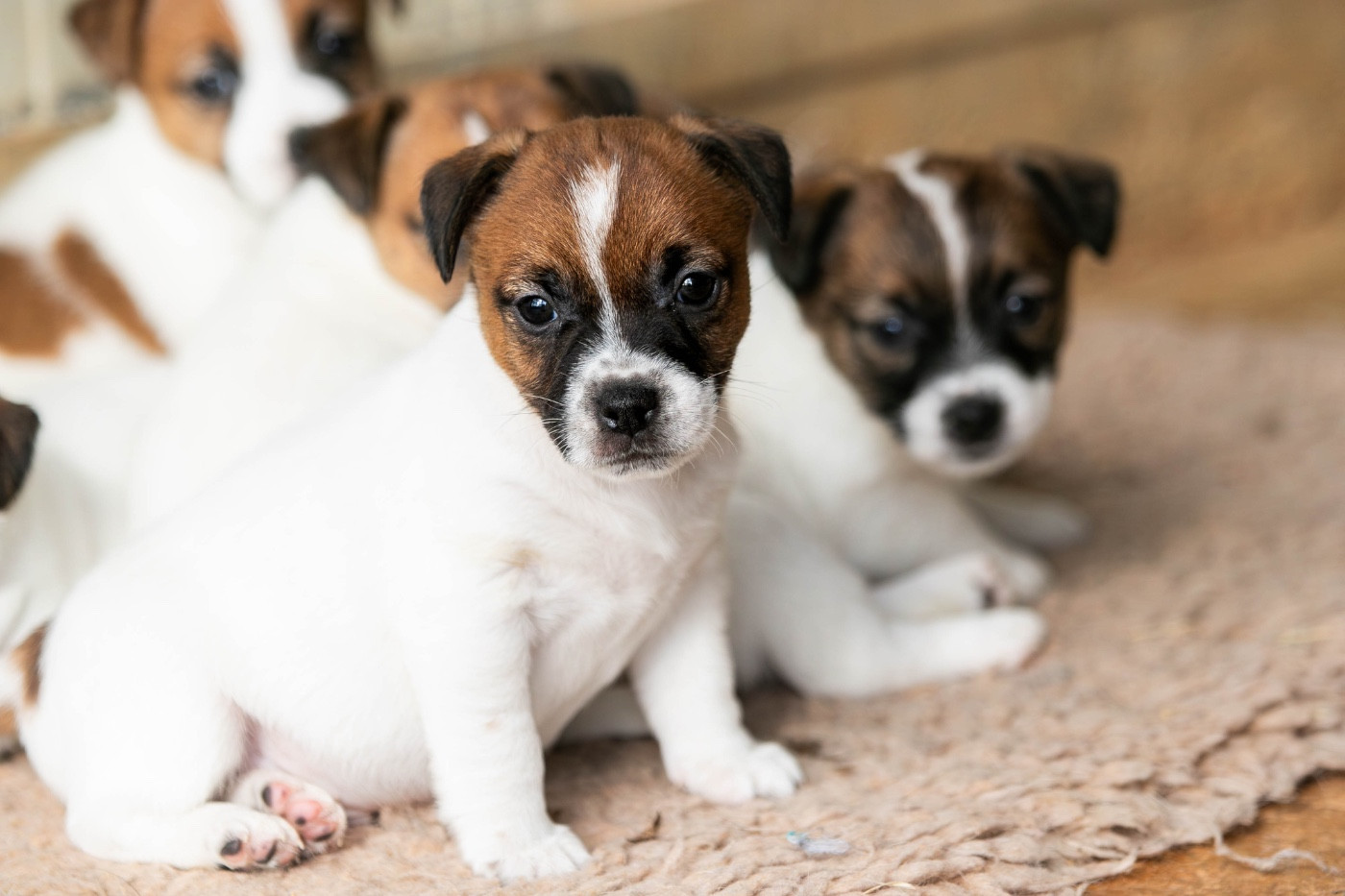 du Bois de Compiègne - Chiots disponibles - Jack Russell Terrier