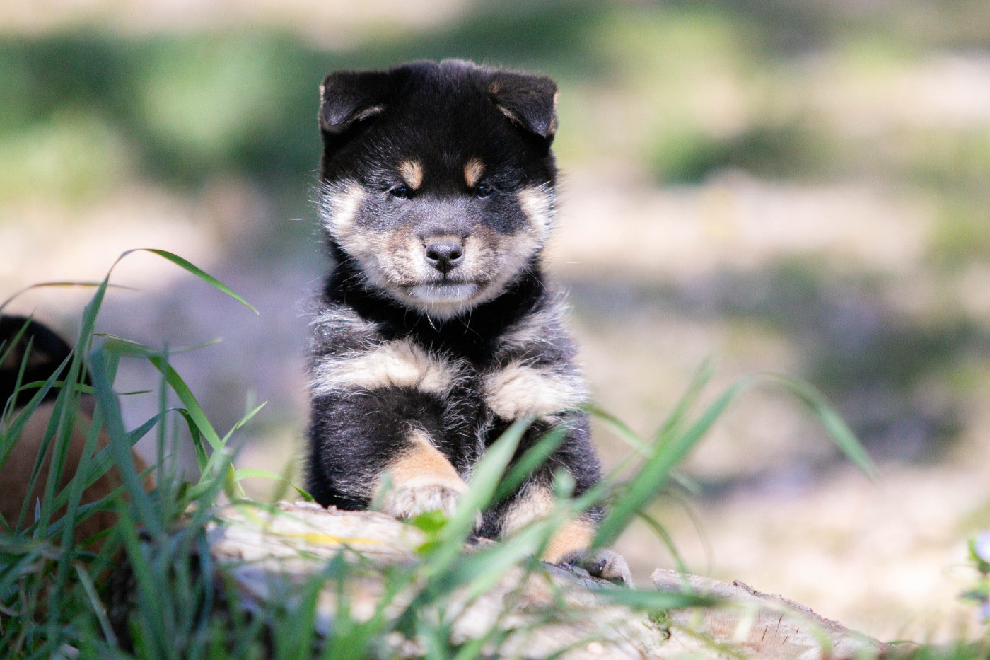 du Bois de Compiègne - Chiots disponibles - Shiba
