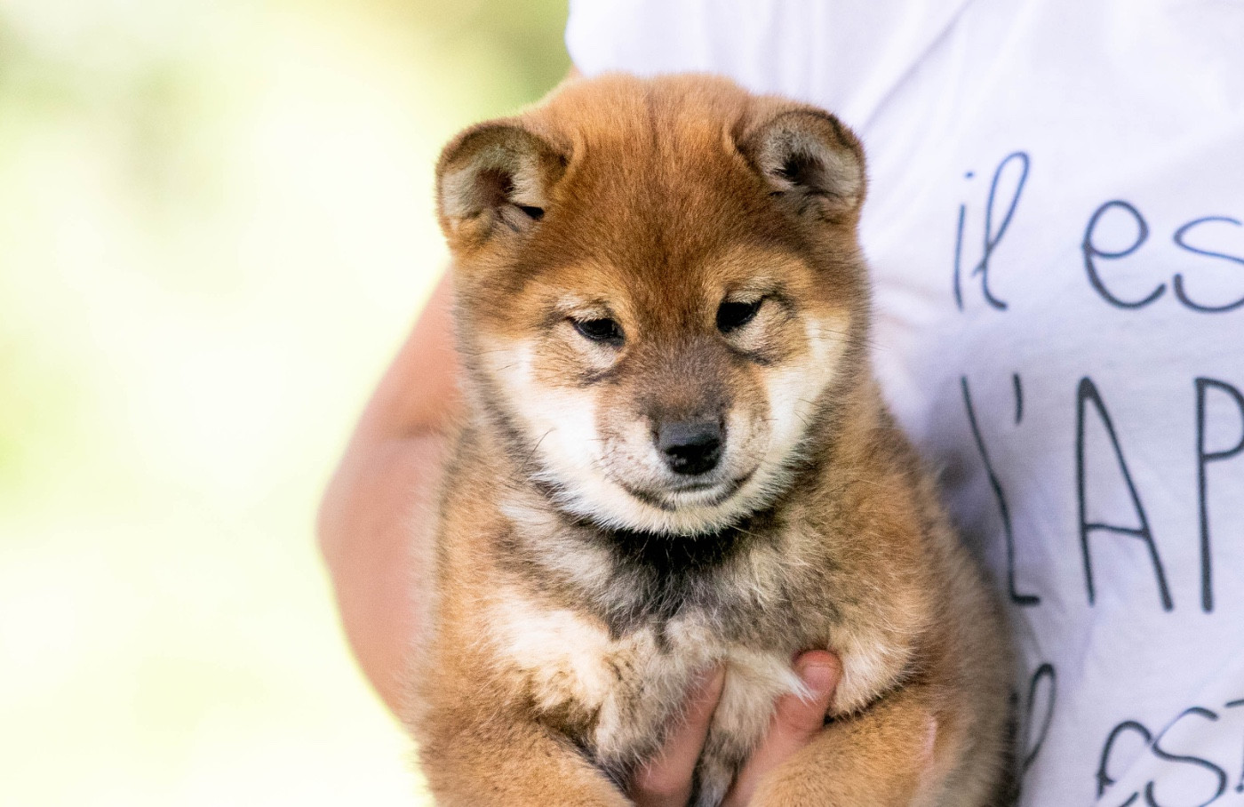 du Bois de Compiègne - Chiots disponibles - Shiba