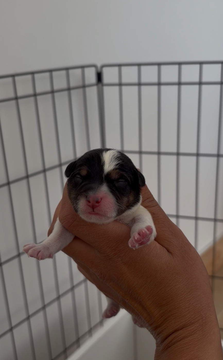 du Bois de Compiègne - Chiots disponibles - Jack Russell Terrier