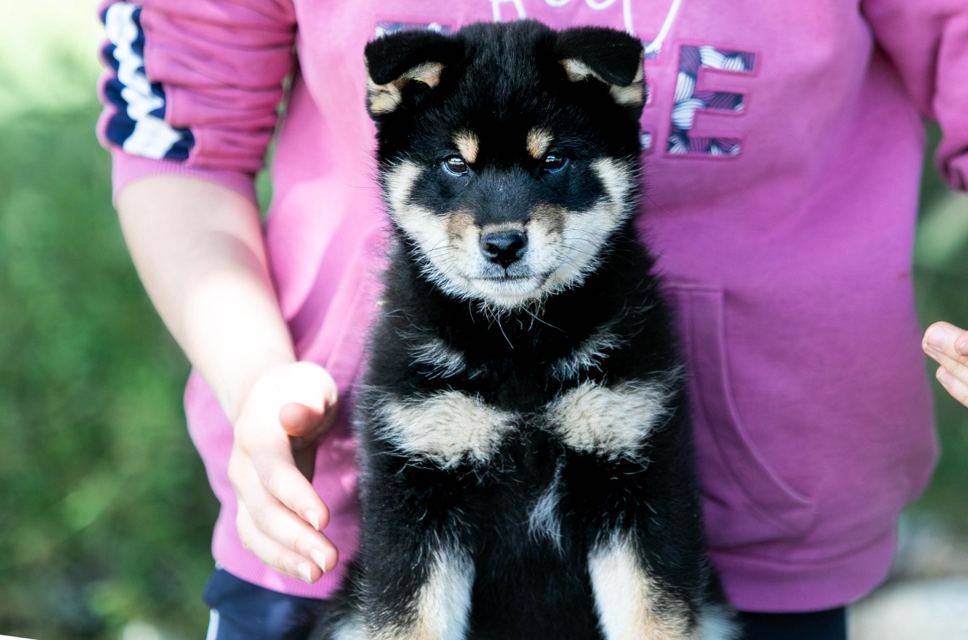 du Bois de Compiègne - Chiots disponibles - Shiba