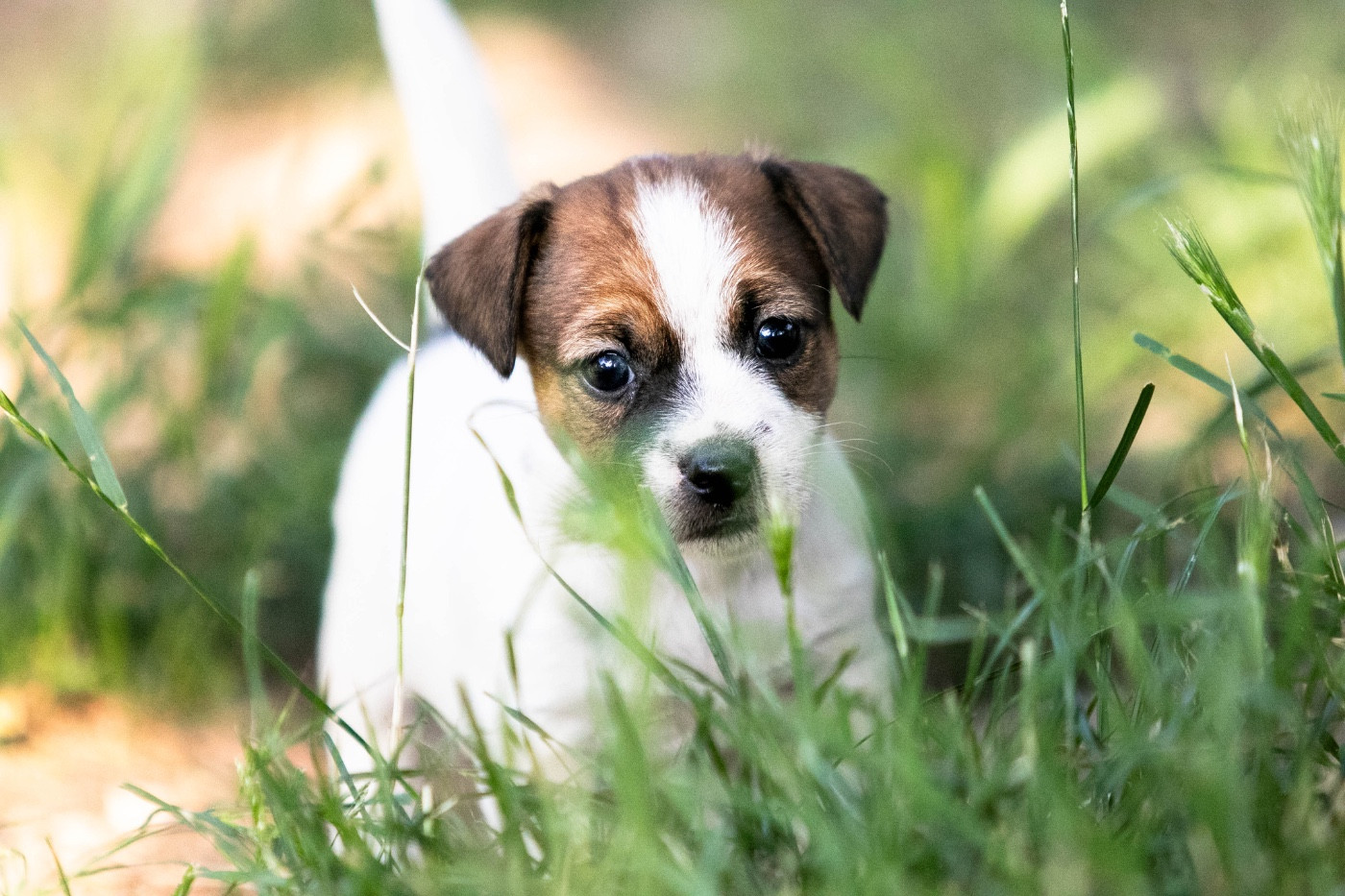 du Bois de Compiègne - Chiots disponibles - Jack Russell Terrier