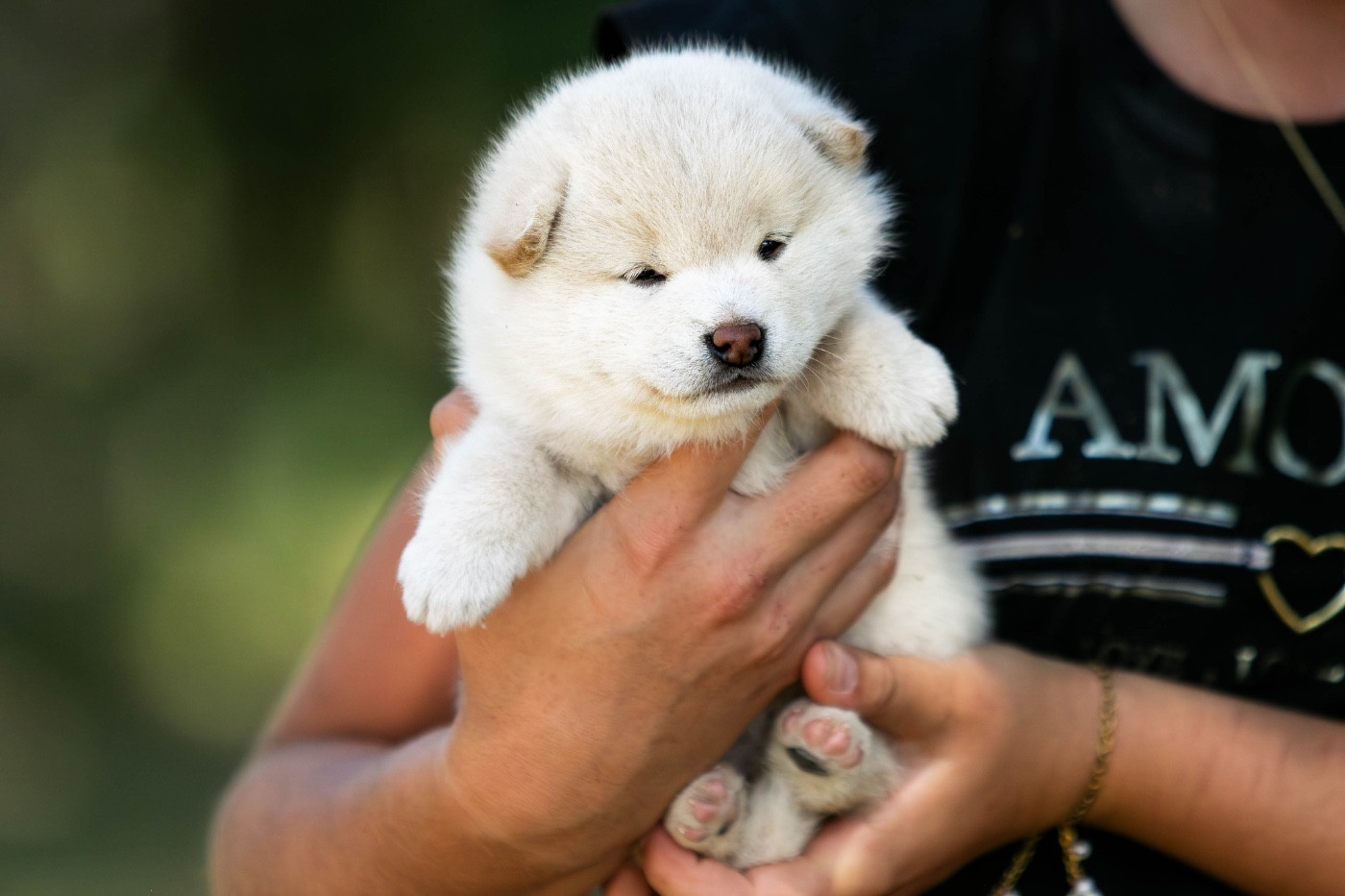 du Bois de Compiègne - Chiots disponibles - Shiba