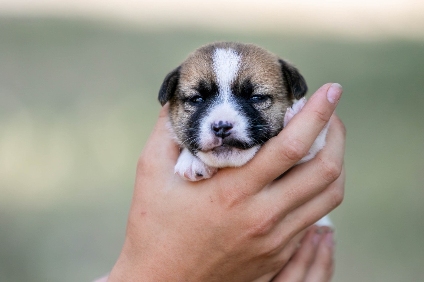 du Bois de Compiègne - Chiots disponibles - Jack Russell Terrier