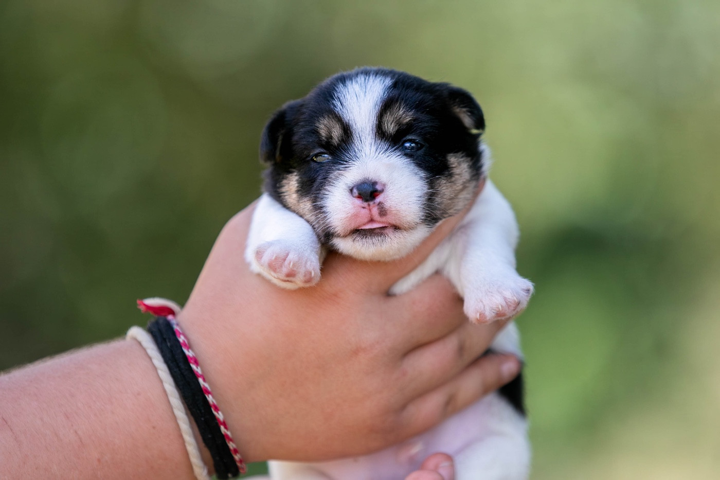 du Bois de Compiègne - Chiots disponibles - Jack Russell Terrier