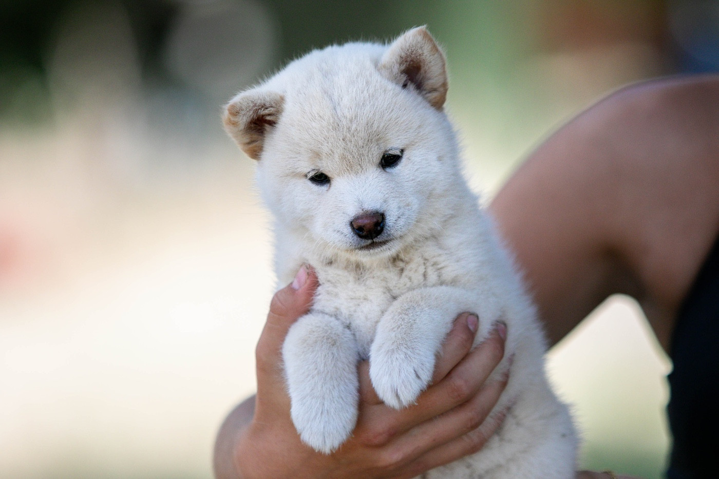 du Bois de Compiègne - Chiots disponibles - Shiba