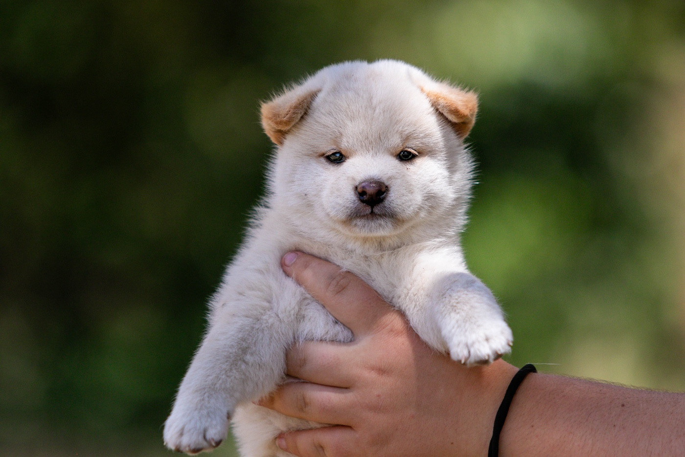 du Bois de Compiègne - Chiots disponibles - Shiba