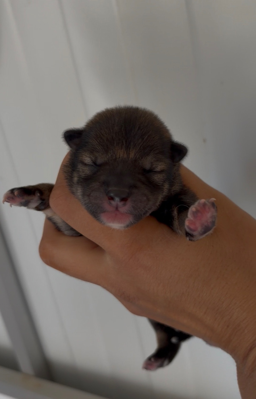 du Bois de Compiègne - Chiots disponibles - Shiba