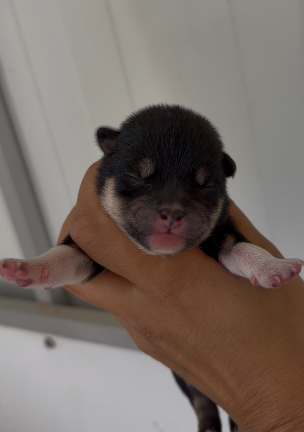 du Bois de Compiègne - Chiots disponibles - Shiba