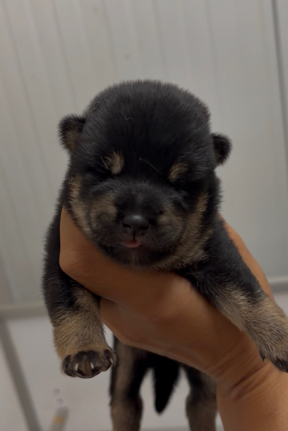 du Bois de Compiègne - Chiots disponibles - Shiba