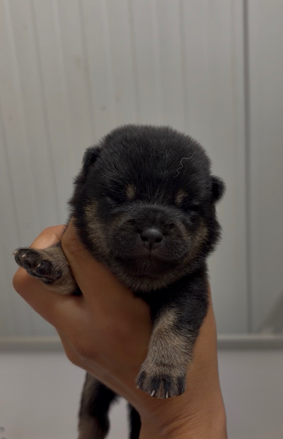 du Bois de Compiègne - Chiots disponibles - Shiba