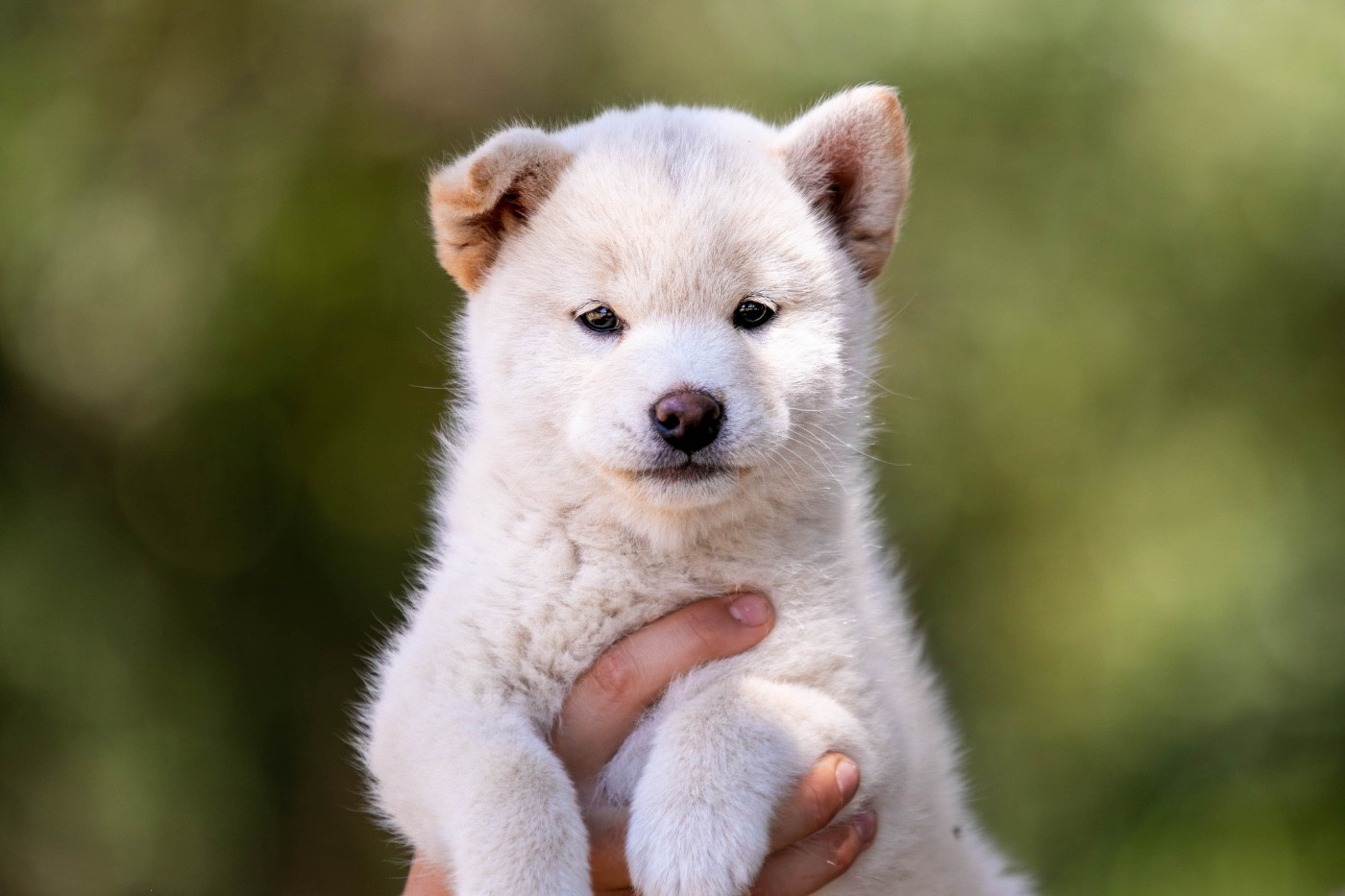 du Bois de Compiègne - Chiots disponibles - Shiba