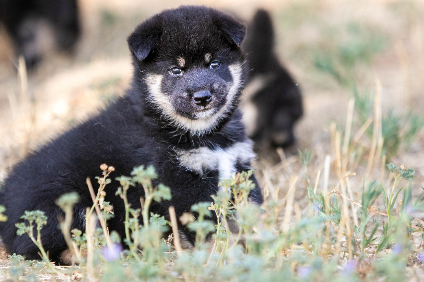 du Bois de Compiègne - Chiots disponibles - Shiba