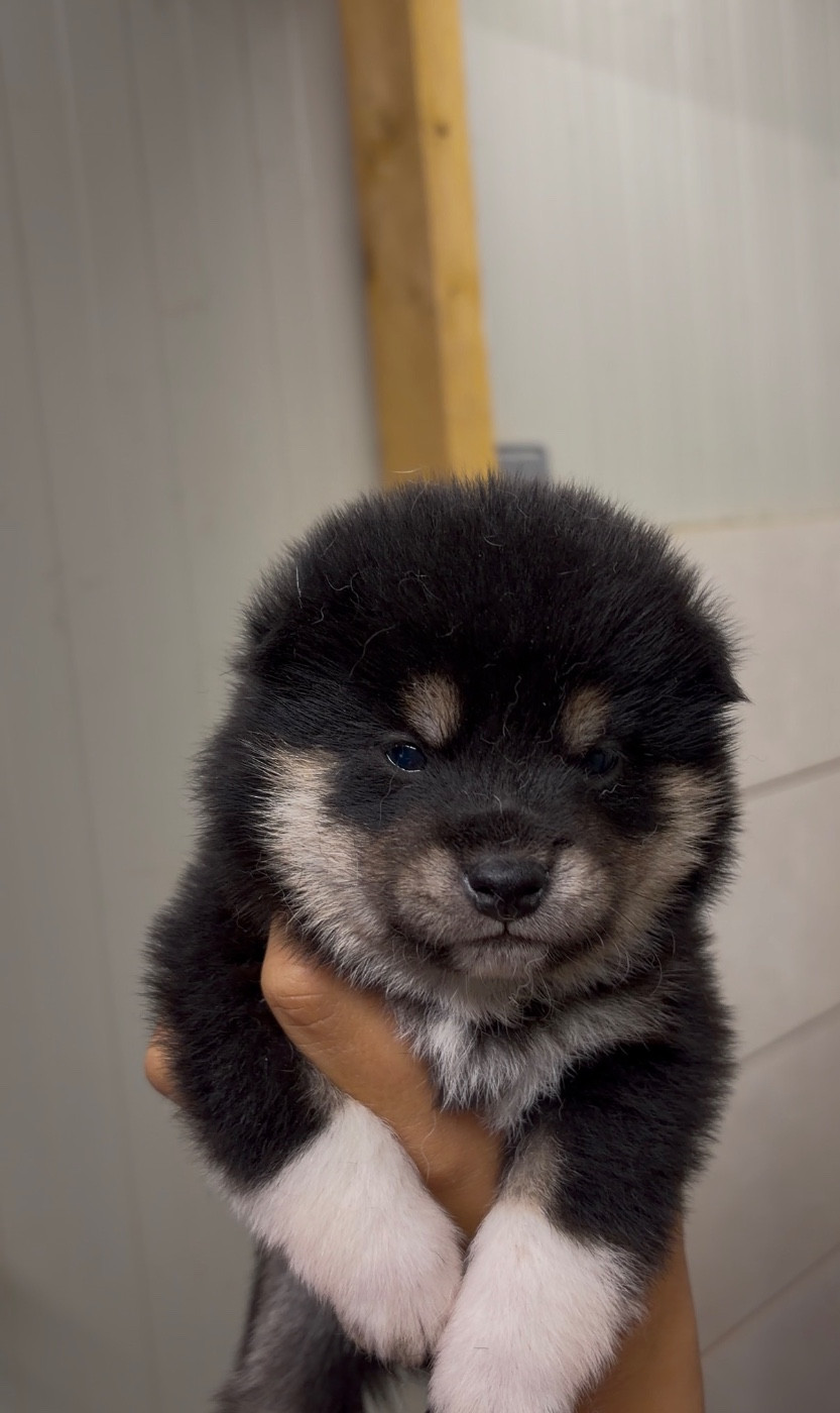 du Bois de Compiègne - Chiots disponibles - Shiba
