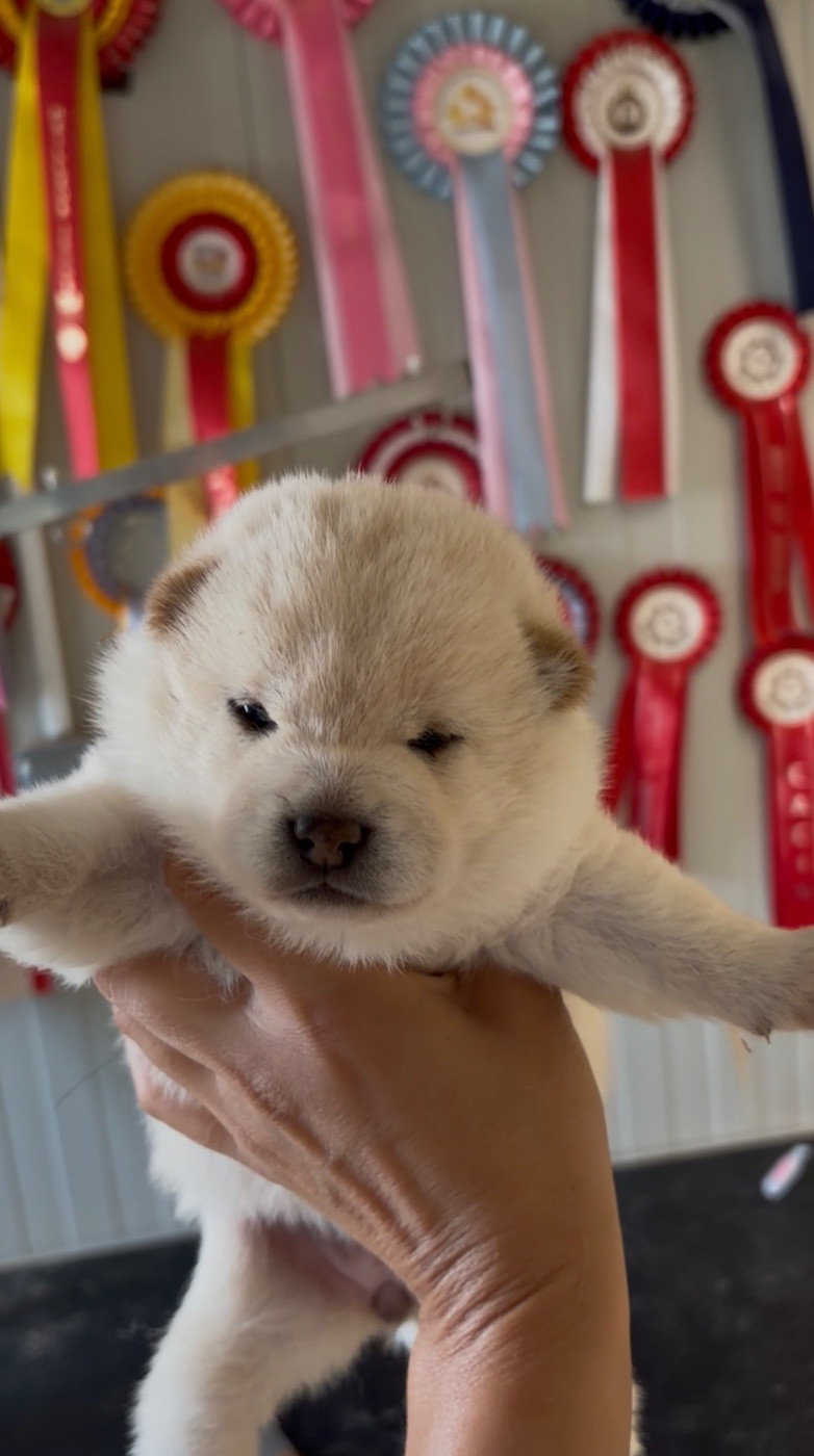 du Bois de Compiègne - Chiots disponibles - Shiba
