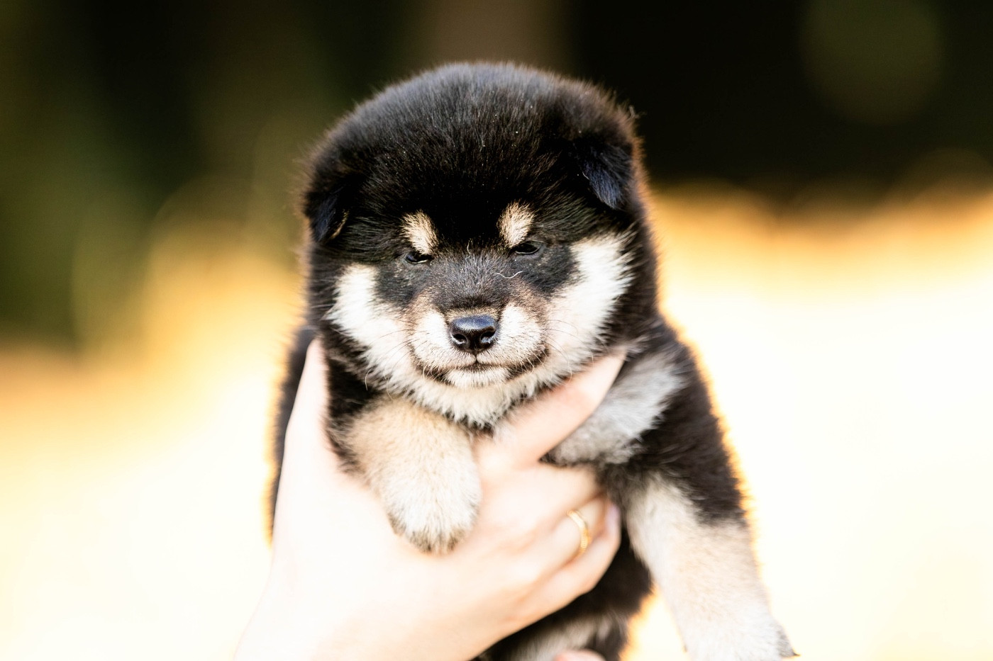 du Bois de Compiègne - Chiots disponibles - Shiba